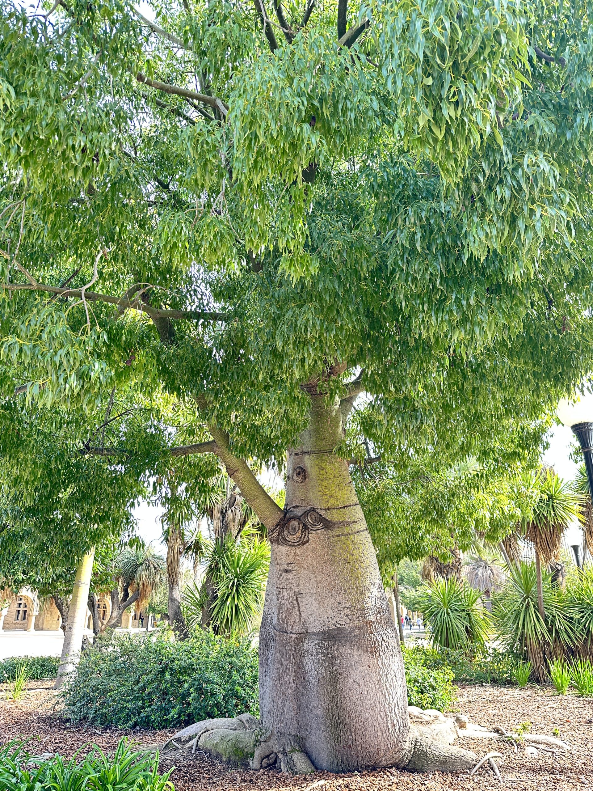 Queensland Bottle Tree at Stanford (image by author)